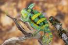 USA, Washington State, Sammamish. Veiled chameleon Art Print